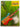 How To Play Reggae Guitar by Ray Hitchins