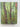 Print Books - Deep Jungle by Fred Pearce - Book Express