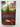 Print Books - Secret Story by Ramsey Campbell - Book Express