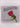 65 Roses [CD] by Wolverines