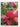 Gardeners' Guide to Magnolias by Rosemary Barrett