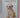 Marley & Me [DVD] by David Frankel