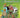 When Findus was Little and Disappeared cover image